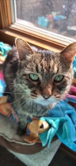 Soni
