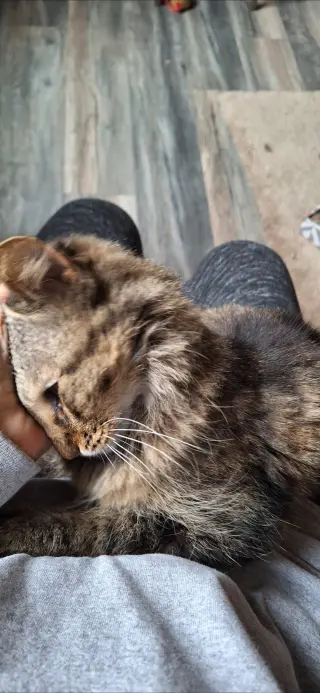 Soni