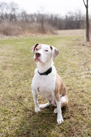 Reese