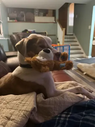 Reese