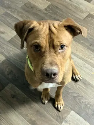 Scooby