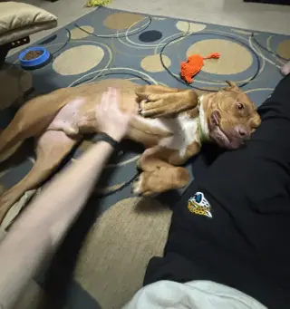 Scooby