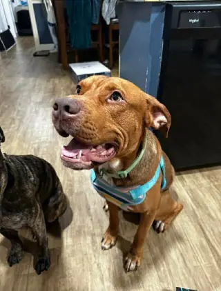 Scooby