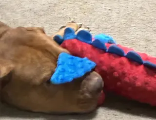 Scooby