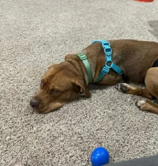 Scooby