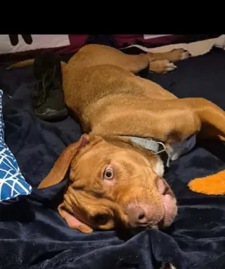 Scooby