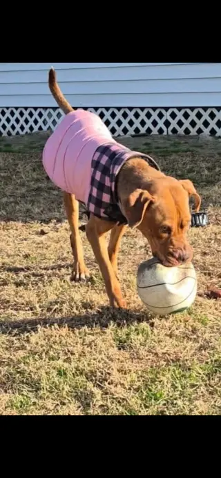 Scooby
