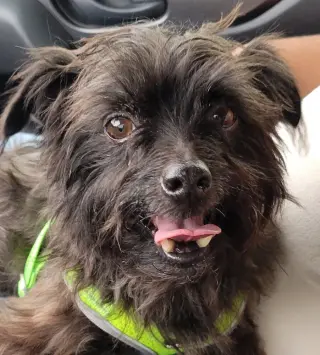 Little Buddy