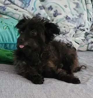 Little Buddy