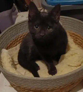 Ebony