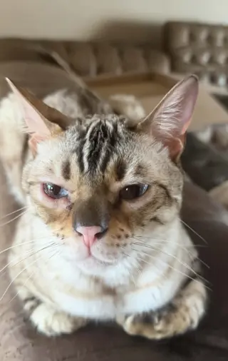 Chaos (Kitty)