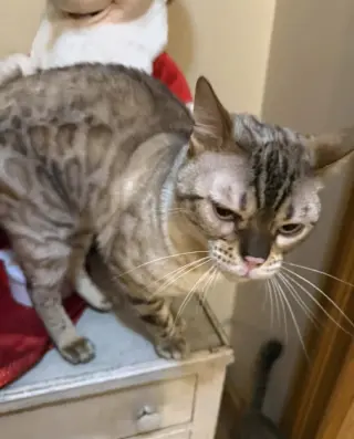 Chaos (Kitty)