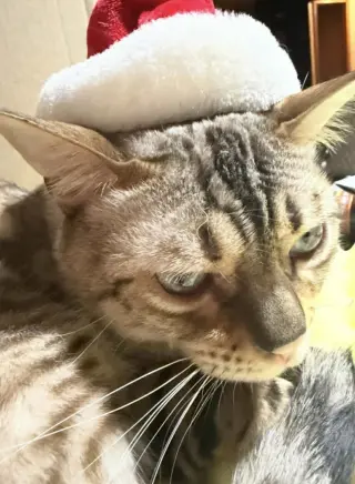 Chaos (Kitty)