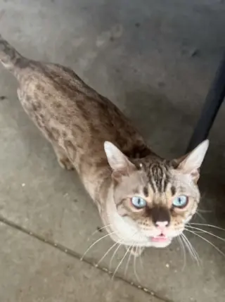 Chaos (Kitty)