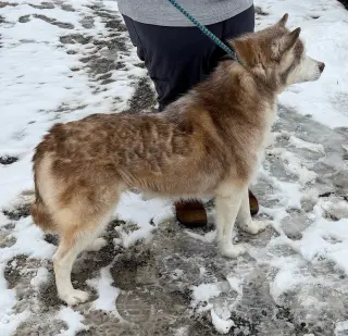 Lucy: Bonded with Kira