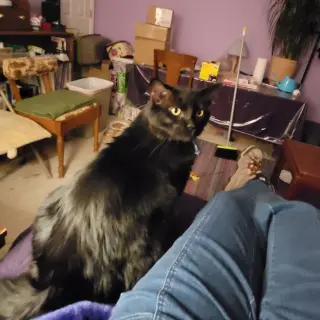 Cash (Handsome Lovebug!)