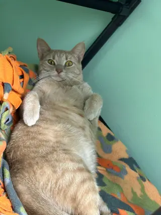 Mimosa