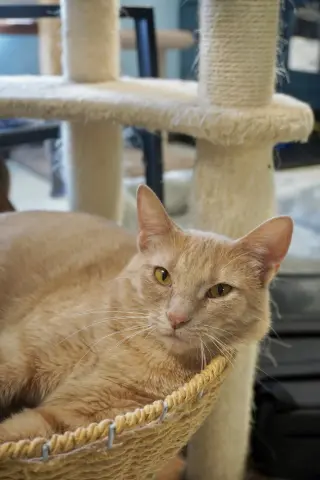 Mimosa