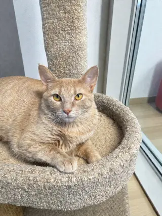 Mimosa