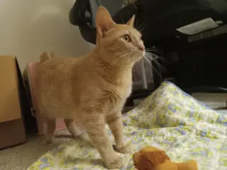 Mimosa