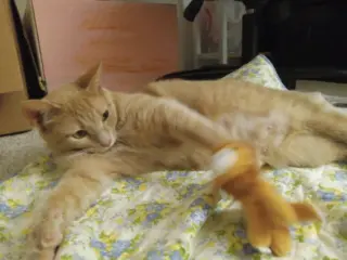 Mimosa