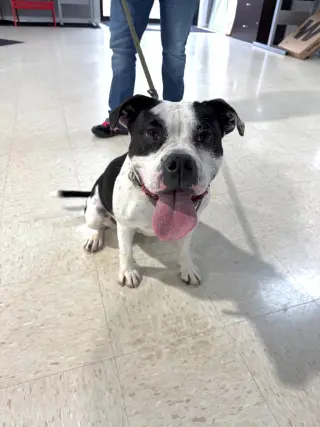 Pippin - Fee Waived - Long Term Resident