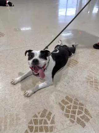 Pippin - Fee Waived - Long Term Resident
