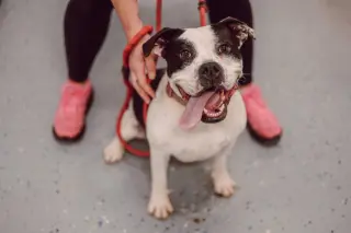 Pippin - Fee Waived - Long Term Resident