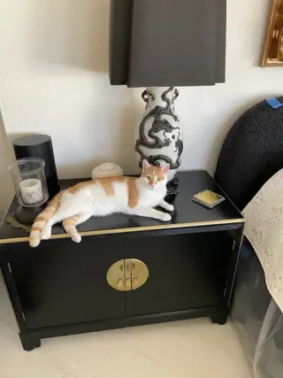 Buddy