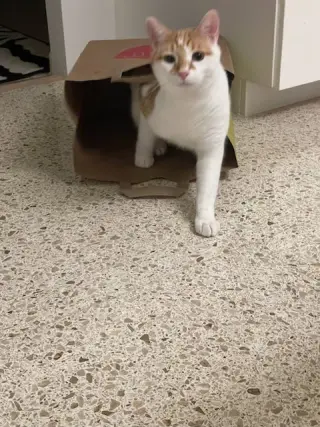 Buddy