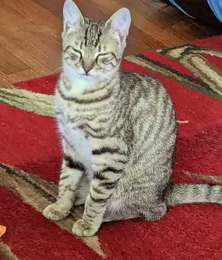 Ziggy