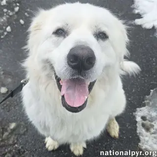 Gus in NJ - Devoted Guardian Angel!