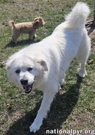 Gus in NJ - Devoted Guardian Angel!