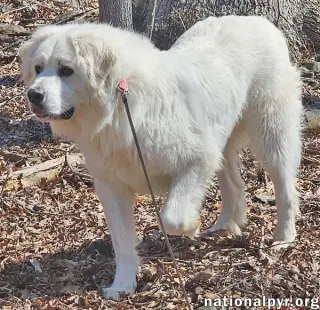 Gus in NJ - Devoted Guardian Angel!