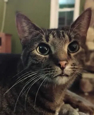 Harvey