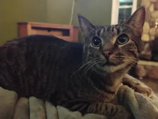 Harvey
