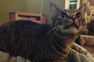 Harvey