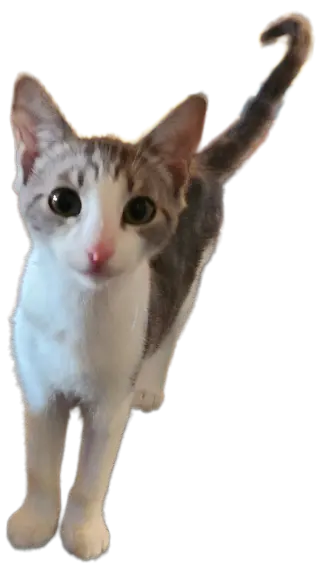 Oda Mae