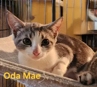 Oda Mae