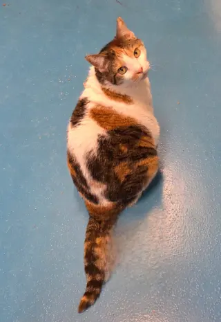 Mimi