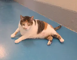 Mimi