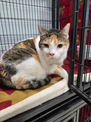 Mimi
