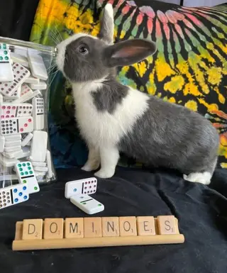 Dominoes