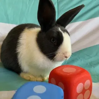 Yahtzee