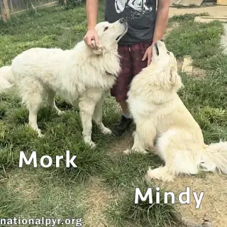 Mork & Mindy in IN - Super Affectionate Duo!