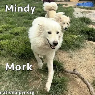Mork & Mindy in IN - Super Affectionate Duo!