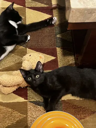 COURTESY POST: 4 Kittens
