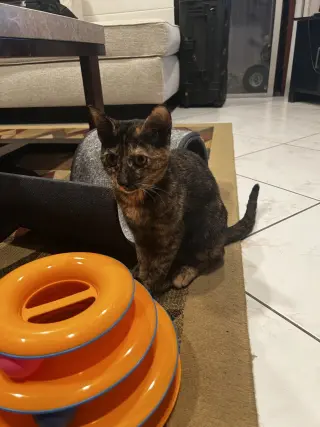 COURTESY POST: 4 Kittens