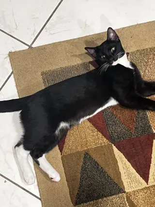 COURTESY POST: 4 Kittens