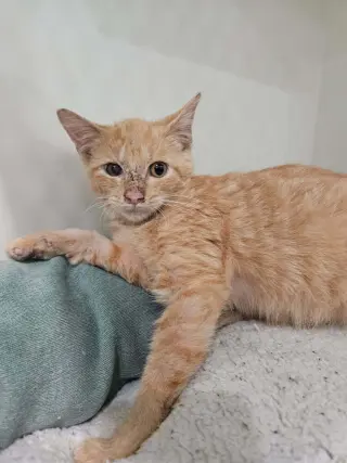 Rotini